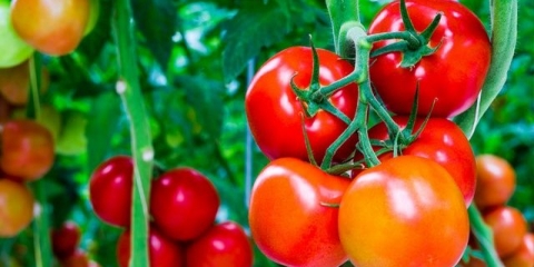 Kako pravilno formirati paradajz u dvije stabljike u stakleniku